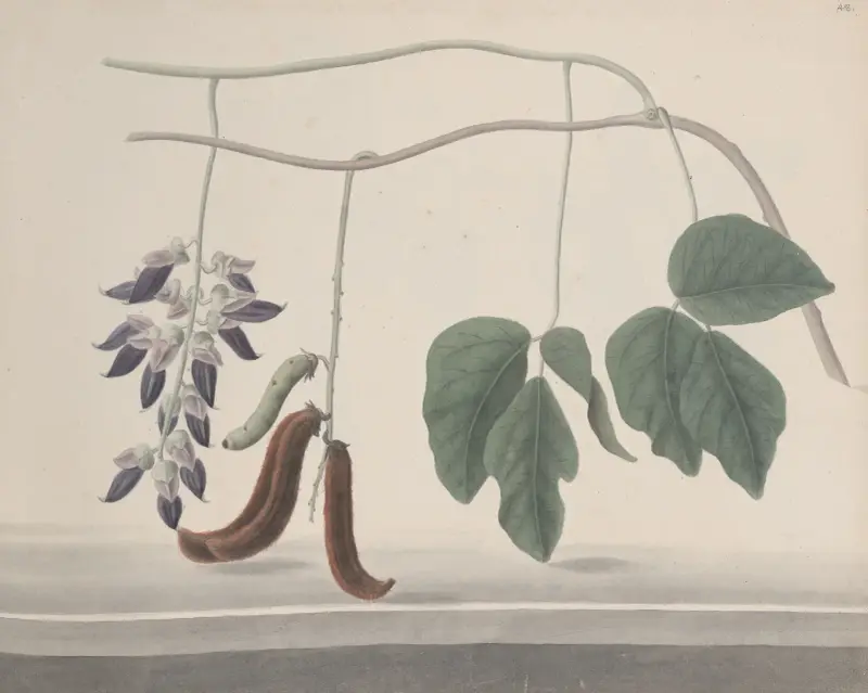 Naturalhistoria över Saint Domingue, plansch 180 av René de Rabié