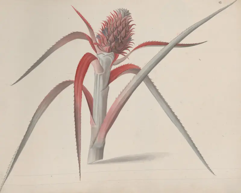 Naturalhistoria över Saint Domingue, plansch 184 av René de Rabié