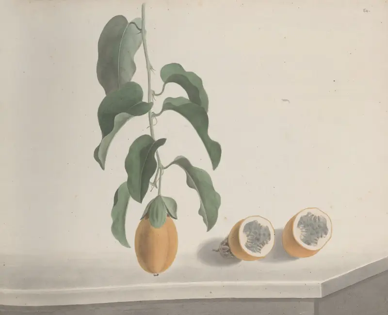 Naturalhistoria över Saint Domingue, plansch 186 av René de Rabié
