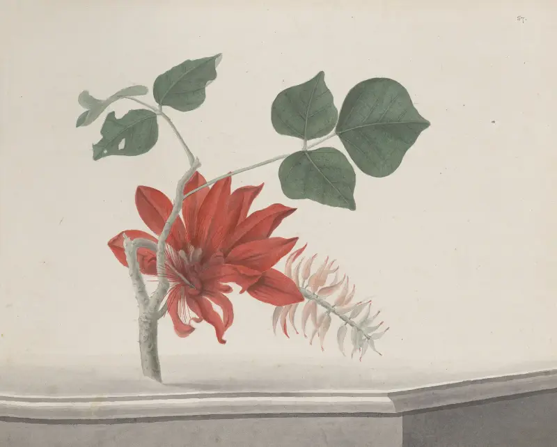 Naturalhistoria över Saint Domingue, plansch 189 av René de Rabié