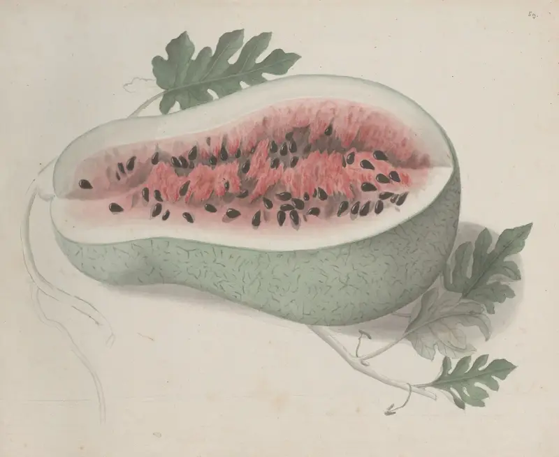 Naturalhistoria över Saint Domingue, plansch 190 av René de Rabié