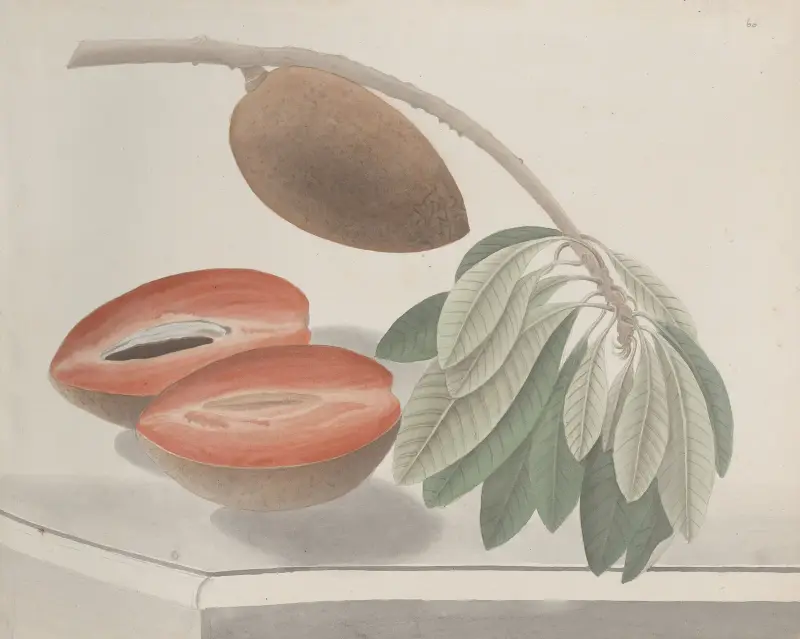 Naturalhistoria över Saint-Domingue, plansch 191 av René de Rabié