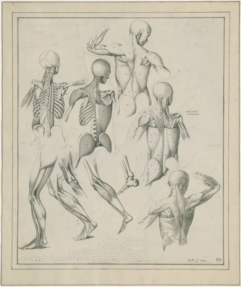 Diverse anatomiska teckningar: skelett, muskler etc. av David Humbert de Superville