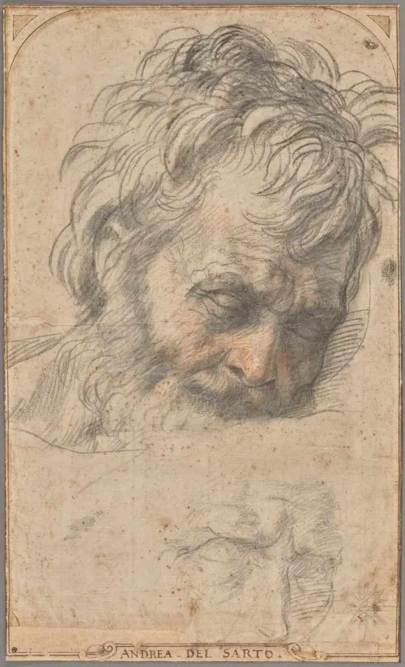 Studie für den Kopf des heiligen Josef von Andrea del Sarto