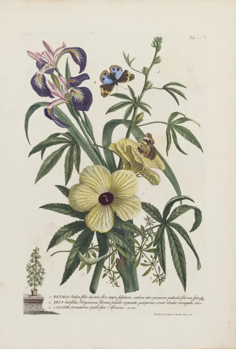 1. Ketmia 2. Iris 3. Alsine av Georg Dionysius Ehret