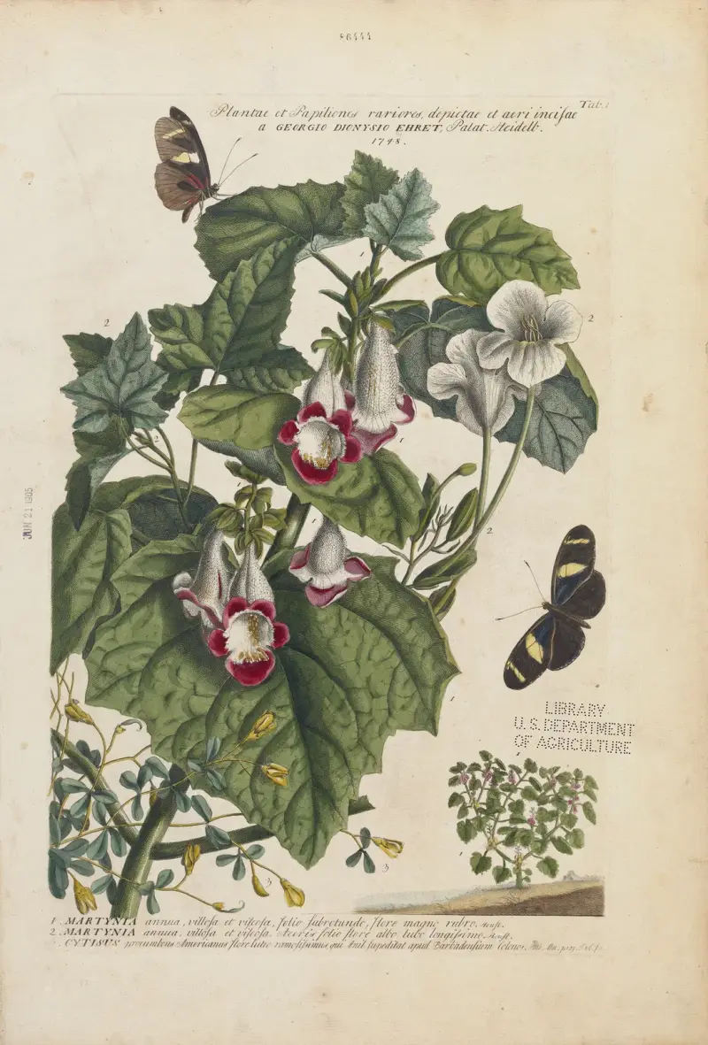 1. Martynia 2. Martynia 3. Cytisus av Georg Dionysius Ehret