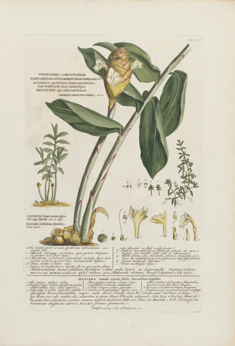 Amomum, Moniera, Georg Dionysius Ehret