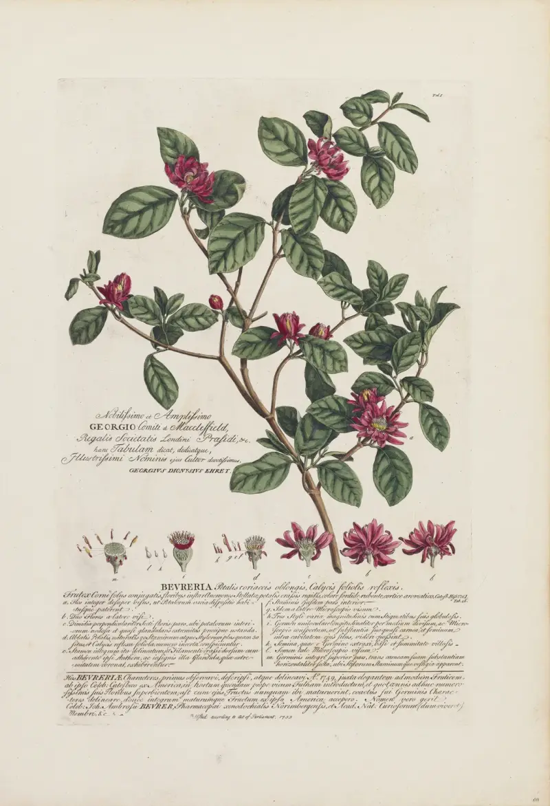 Bevreria, Georg Dionysius Ehret