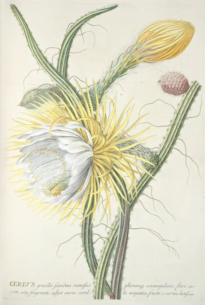 Cereus III, Georg Dionysius Ehret