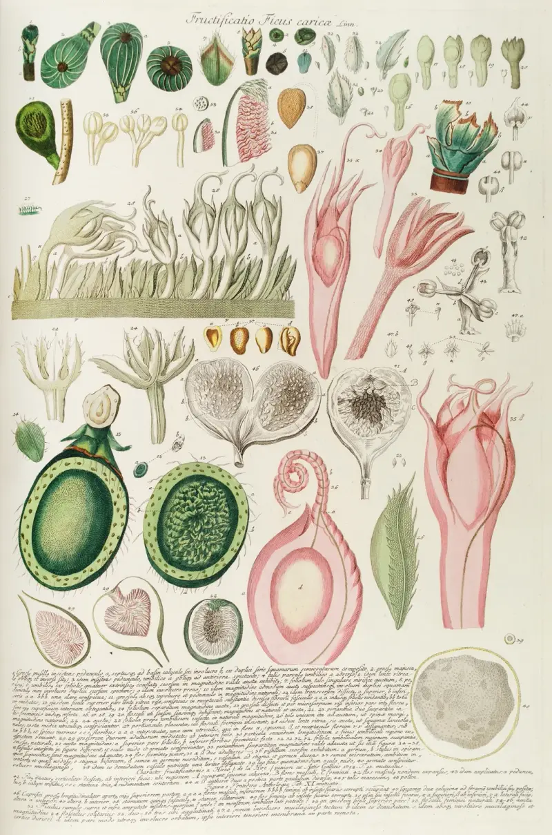 Ficus III, Georg Dionysius Ehret
