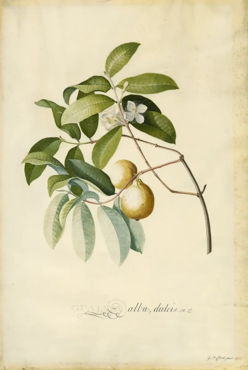Guava av Georg Dionysius Ehret