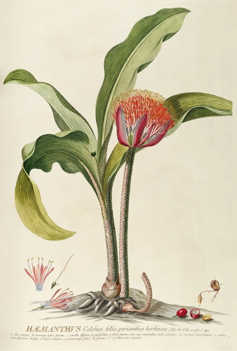 Haemanthus, Georg Dionysius Ehret
