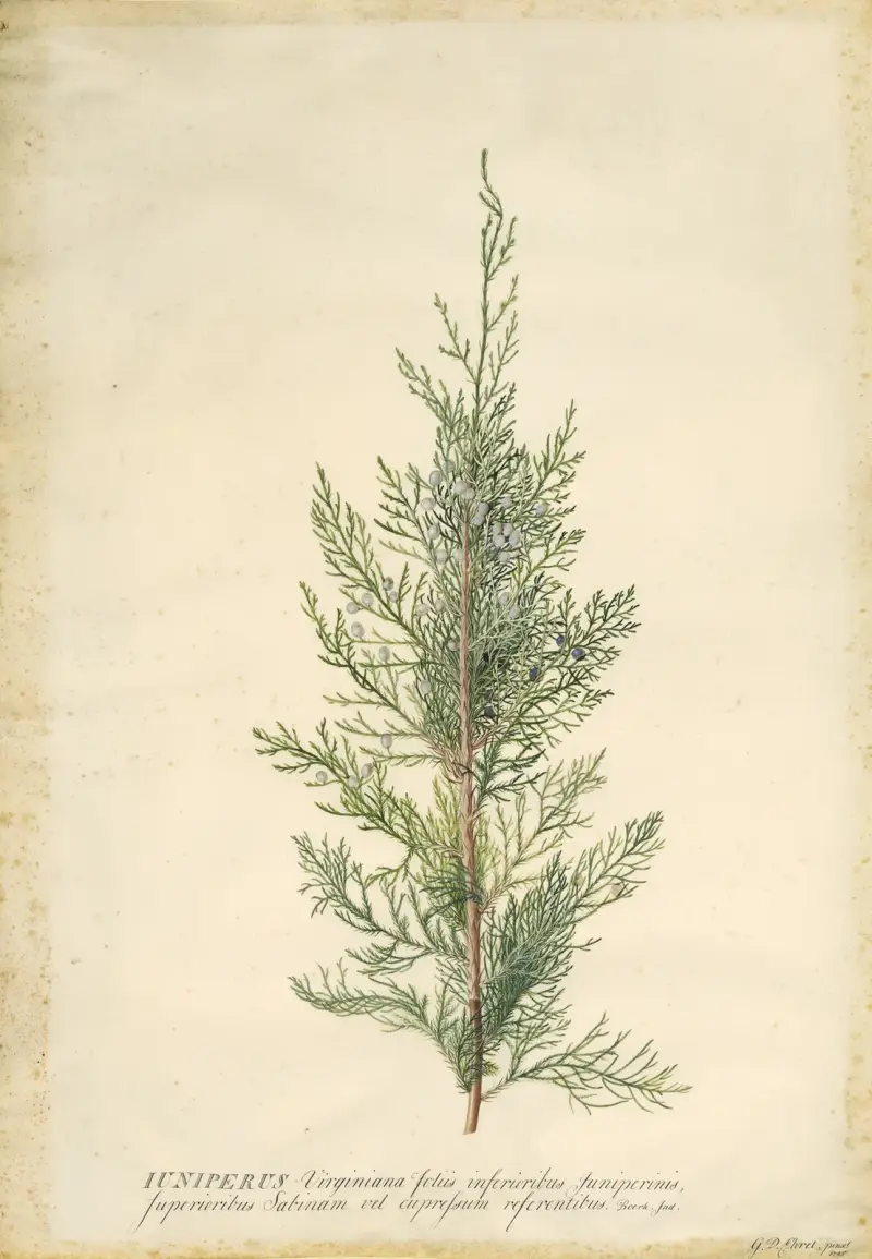 Juniper av Georg Dionysius Ehret