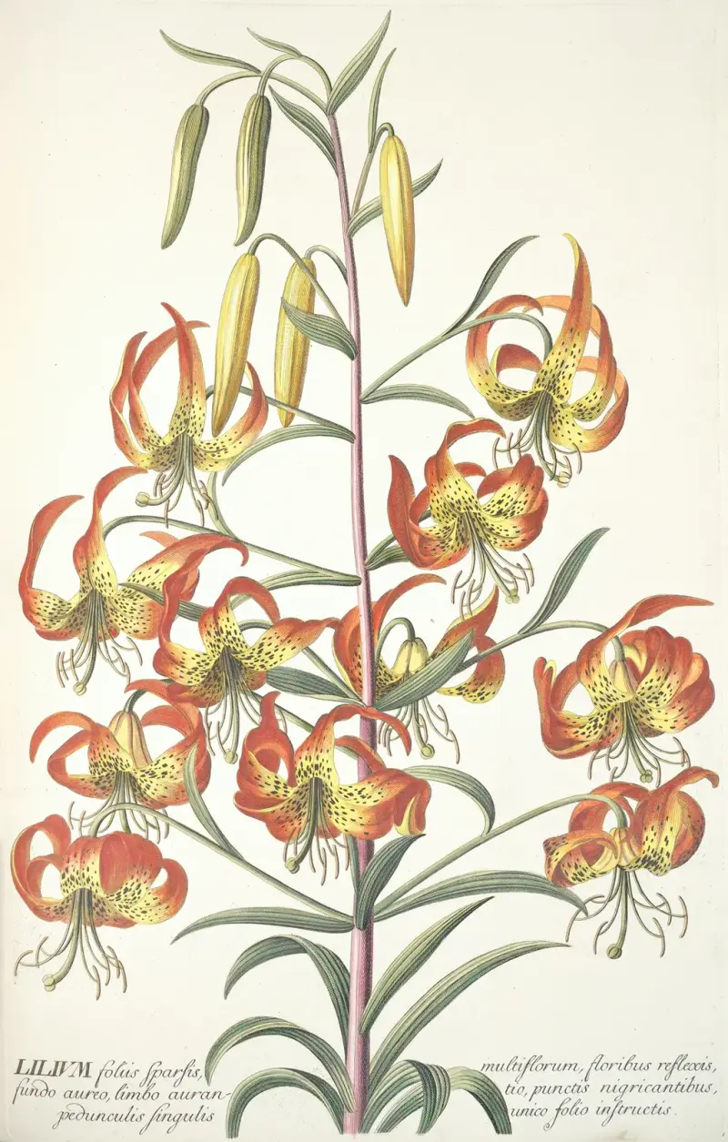 Lilium, Georg Dionysius Ehret