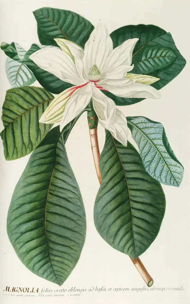 Magnolia III, Georg Dionysius Ehret
