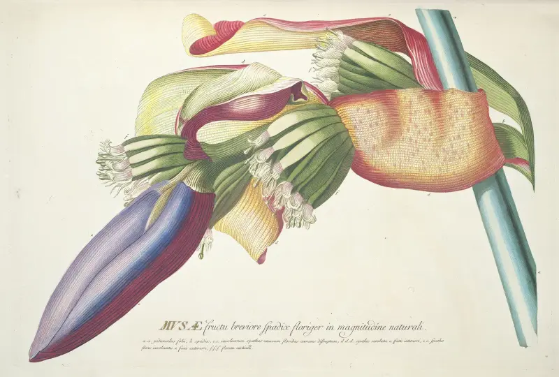 Musae III av Georg Dionysius Ehret