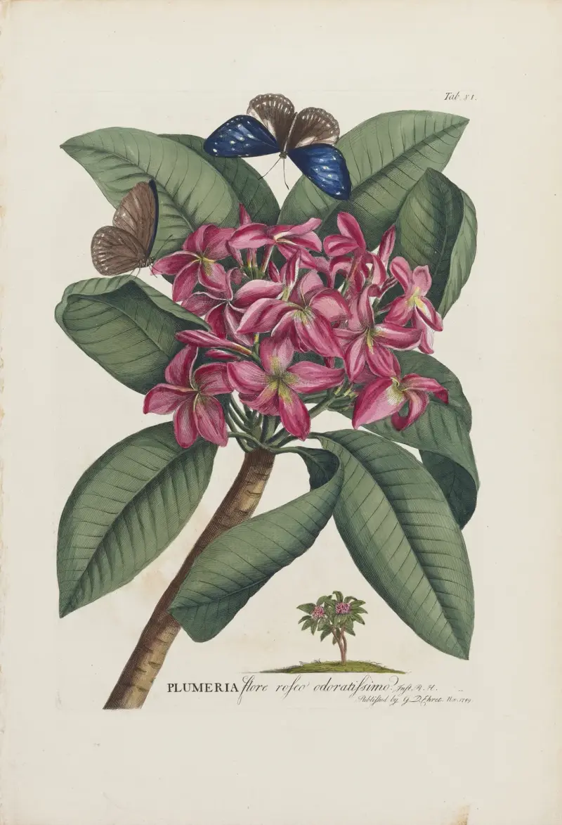 Plumeria, 1748, Georg Dionysius Ehret