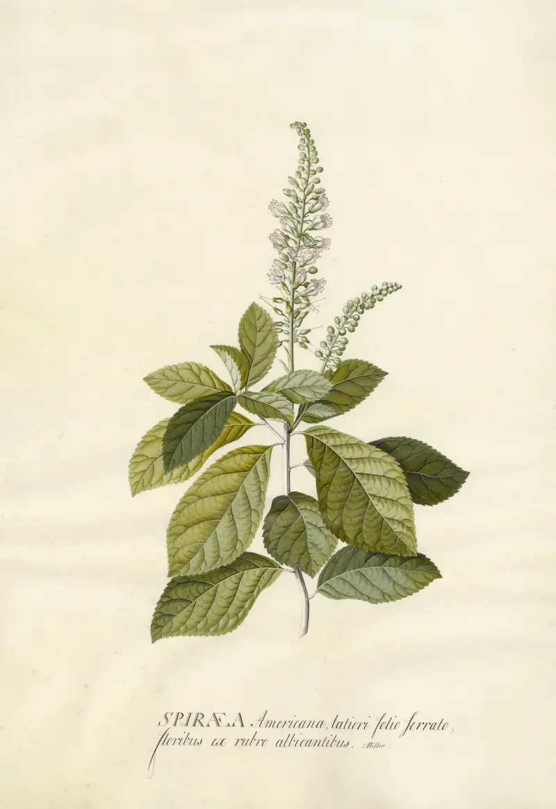 Spiraea av Georg Dionysius Ehret