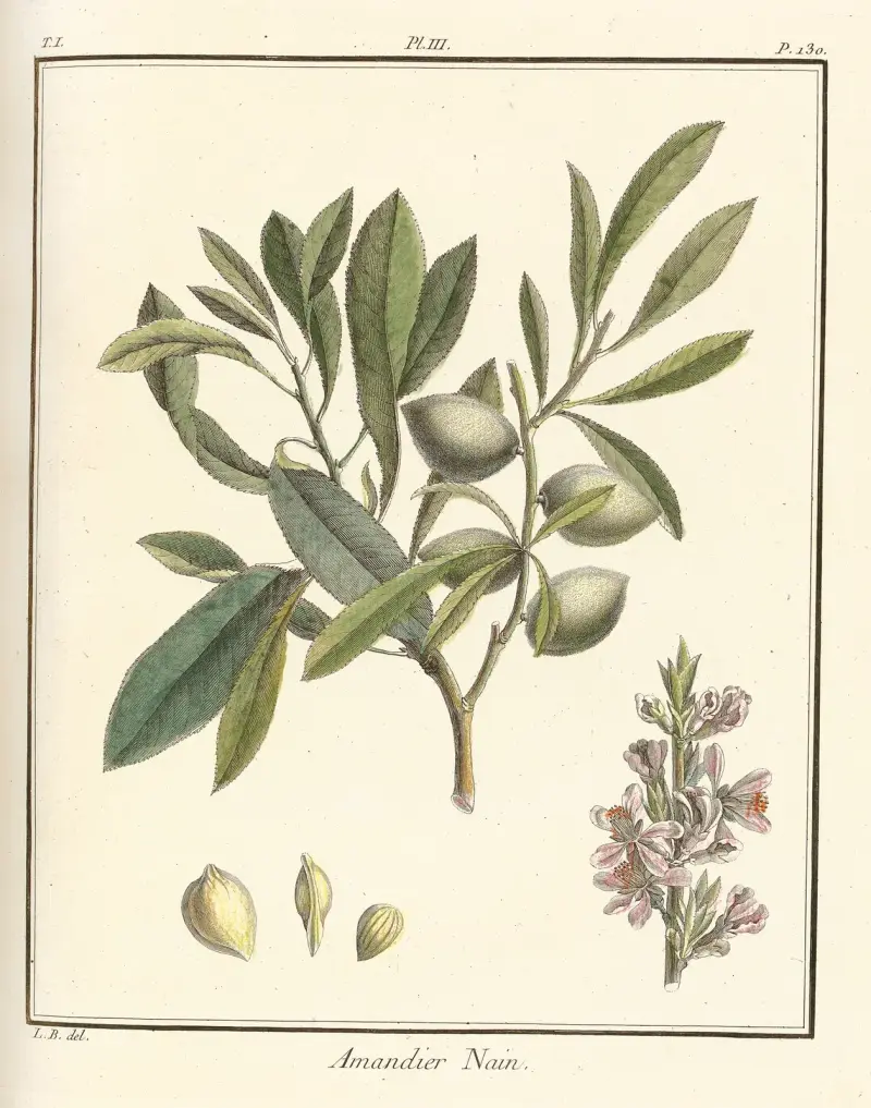 Abhandlung über Obstbäume Taf. 03 von Henri-Louis Duhamel du Monceau