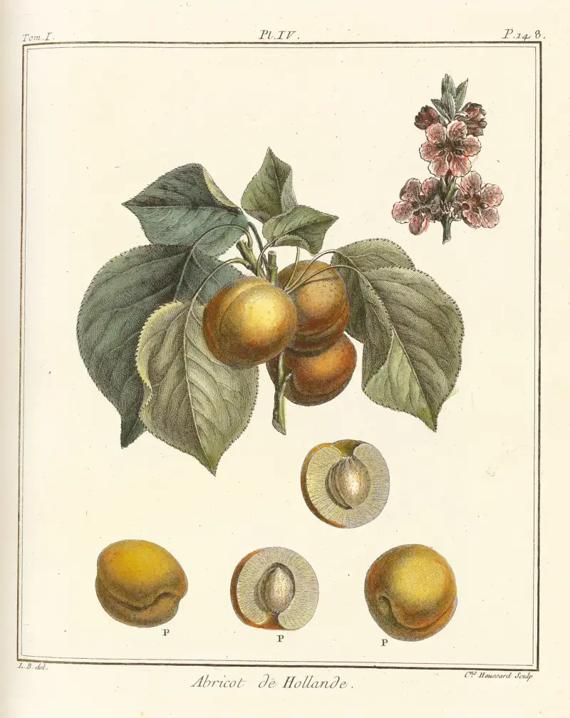 Avhandling om fruktträd, plansch 8 av Henri-Louis Duhamel du Monceau