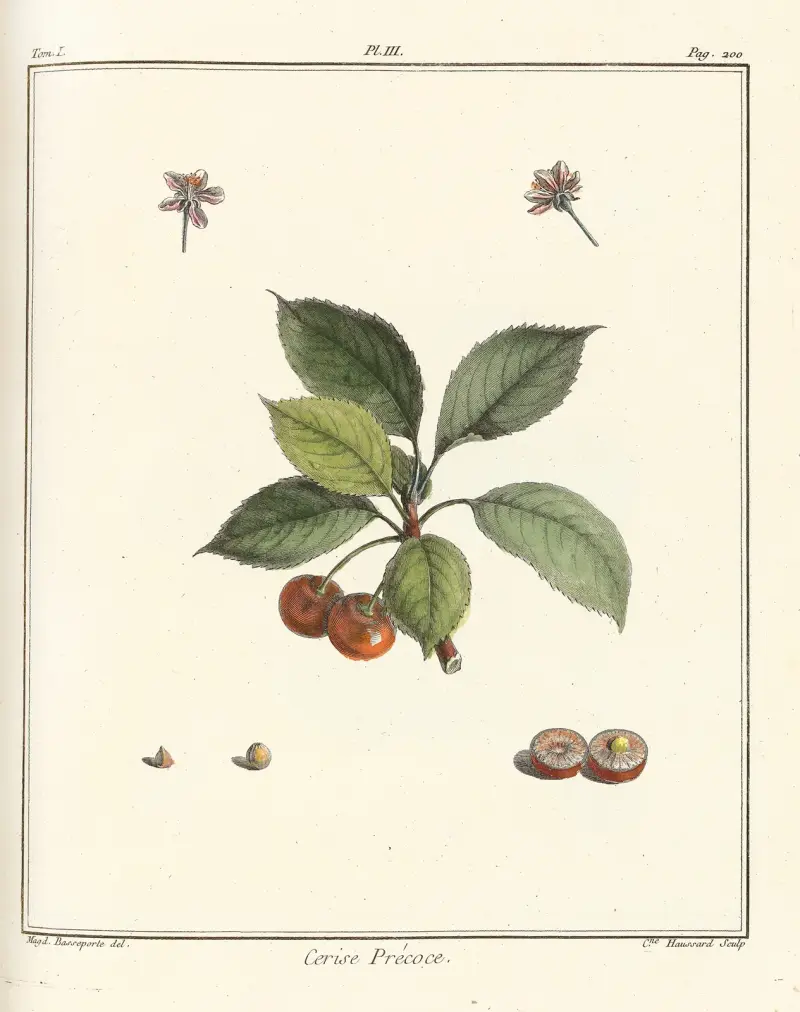 Avhandling om fruktträd, plansch 14 av Henri-Louis Duhamel du Monceau