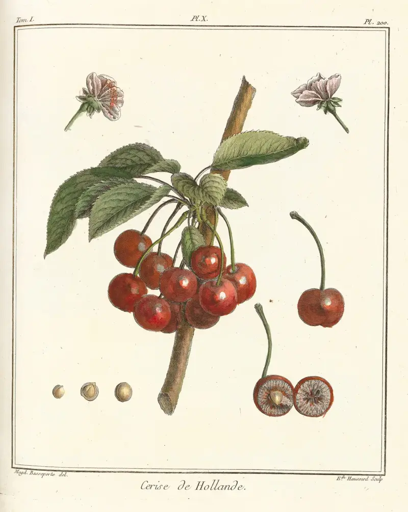 Traité des arbres fruitiers Taf. 21 von Henri-Louis Duhamel du Monceau