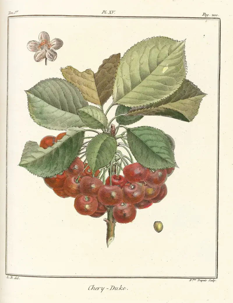 Avhandling om fruktträd, plansch 26 av Henri-Louis Duhamel du Monceau