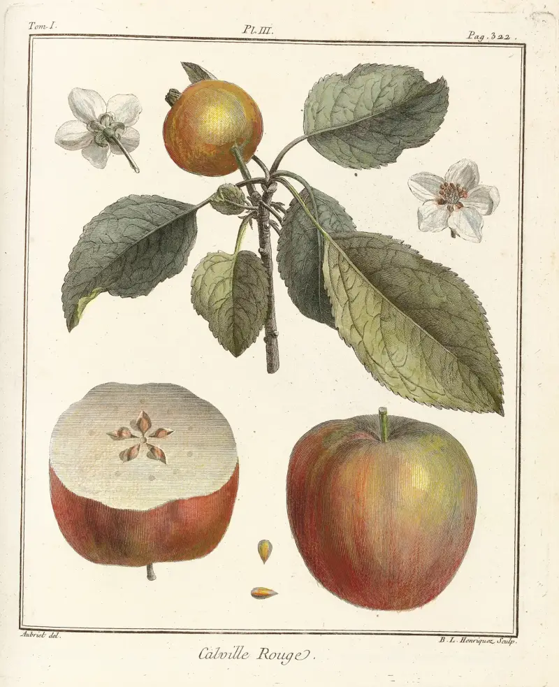 Avhandling om fruktträd, plansch 44 av Henri-Louis Duhamel du Monceau