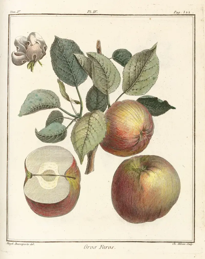 Avhandling om fruktträd, plansch 45 av Henri-Louis Duhamel du Monceau