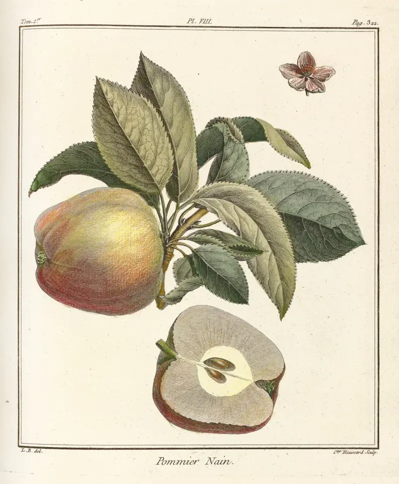 Abhandlung über Obstbäume, Tafel 49 von Henri-Louis Duhamel du Monceau