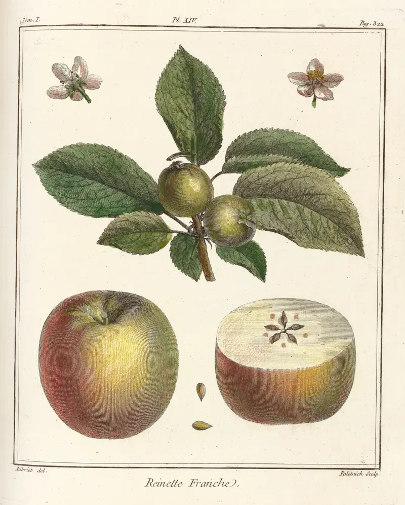 Avhandling om fruktträd, plansch 55 av Henri-Louis Duhamel du Monceau