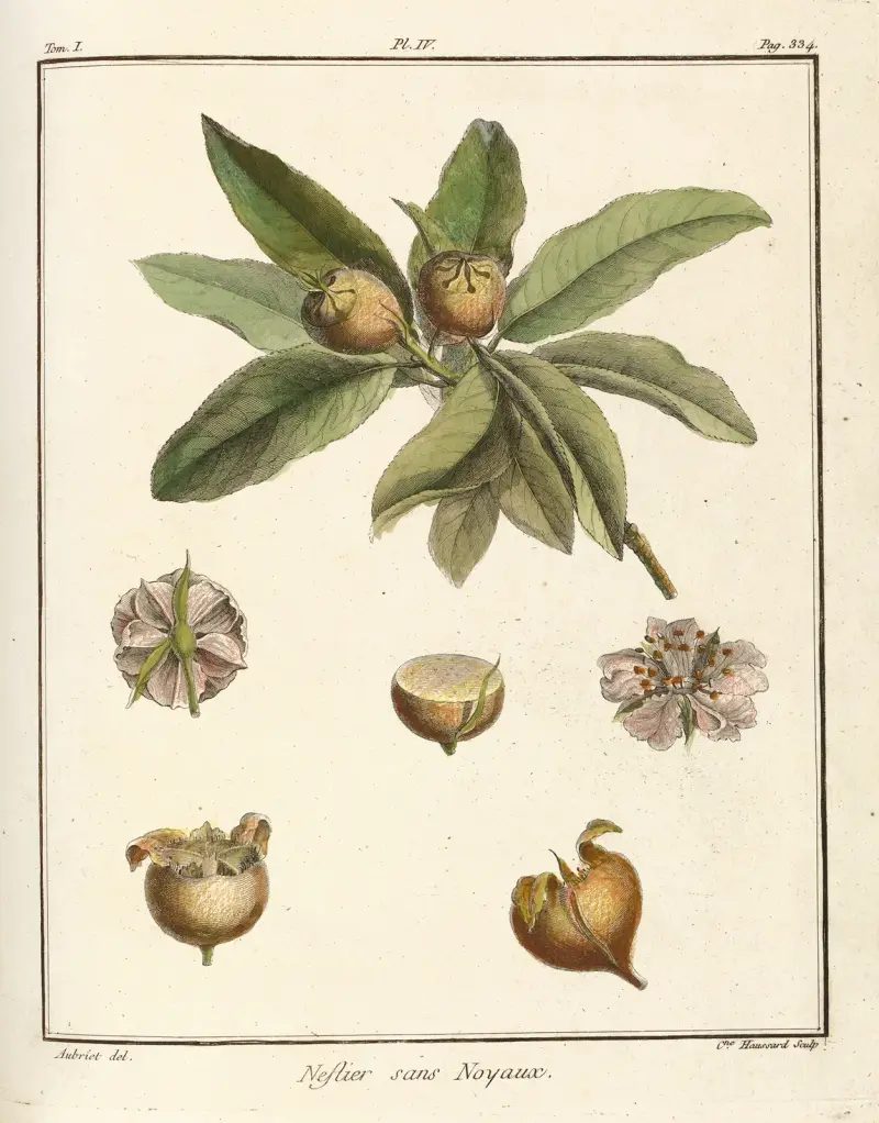 Avhandling om fruktträd, plansch 59 av Henri-Louis Duhamel du Monceau