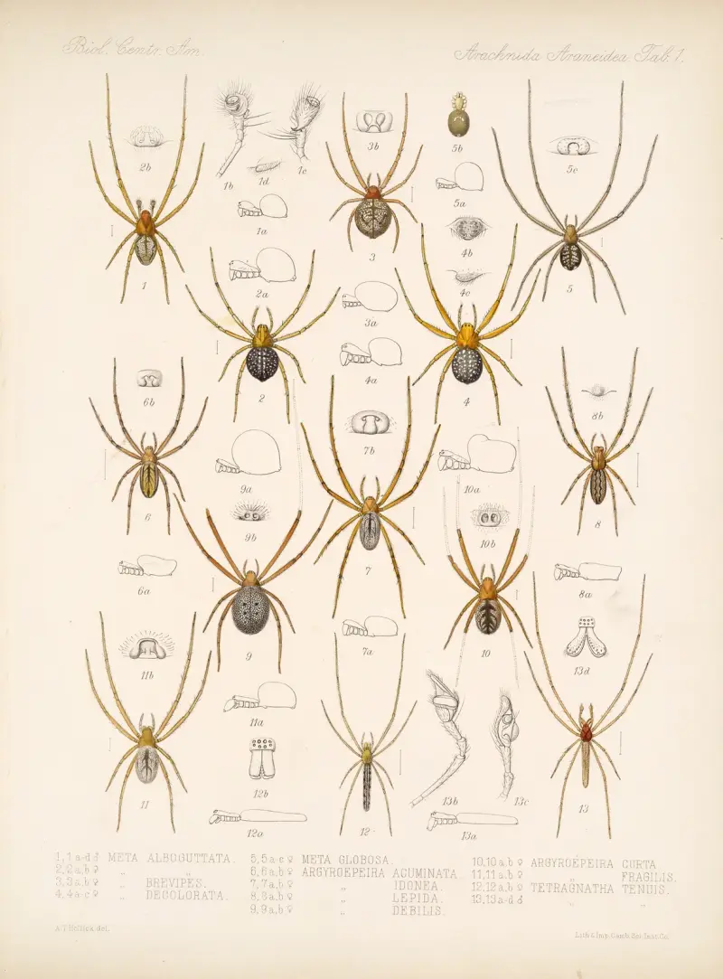 Arachnida Araneidea Taf. 1 von Frederick DuCane Godman