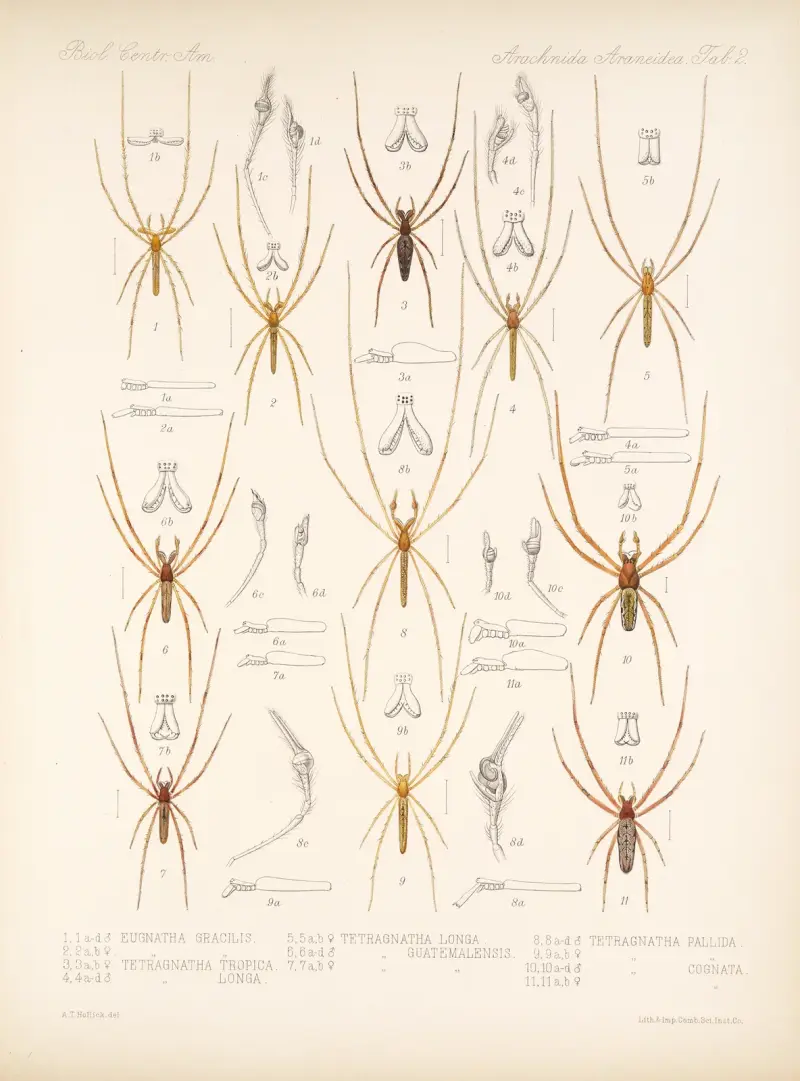 Spinnen und andere Arachniden, Tafel 02 von Frederick DuCane Godman