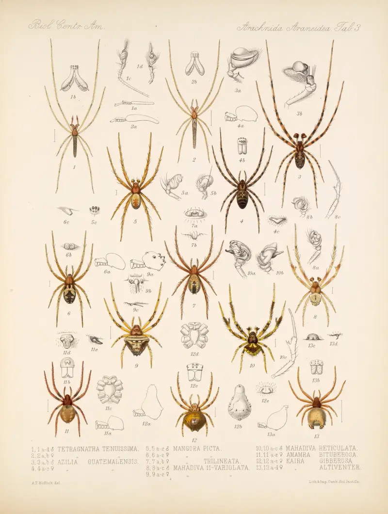 Arachnida Araneidea Pl 03, Frederick DuCane Godman