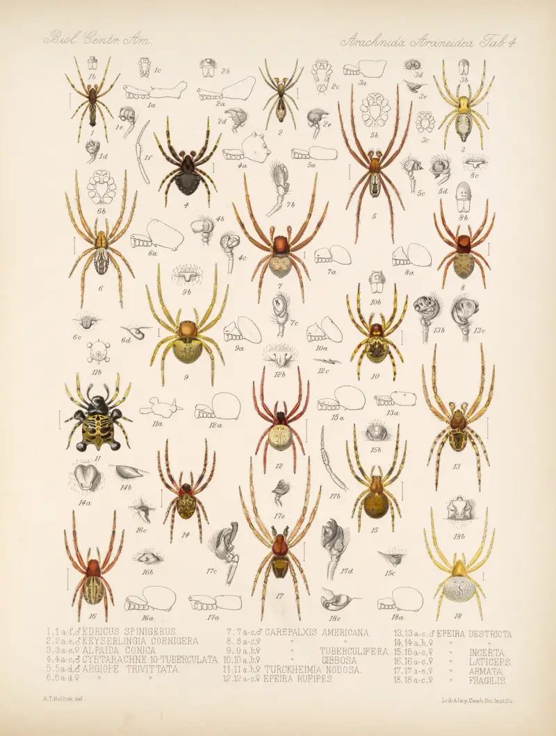 Arachnida Araneidea Pl 04 von Frederick DuCane Godman