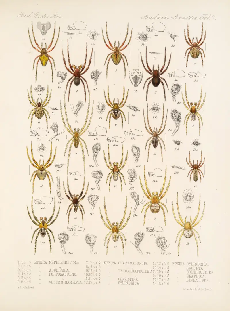 Arachnida Araneidea Pl 07 av Frederick DuCane Godman