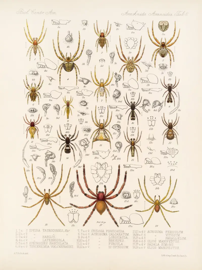 Arachnida Araneidea Pl 08 av Frederick DuCane Godman