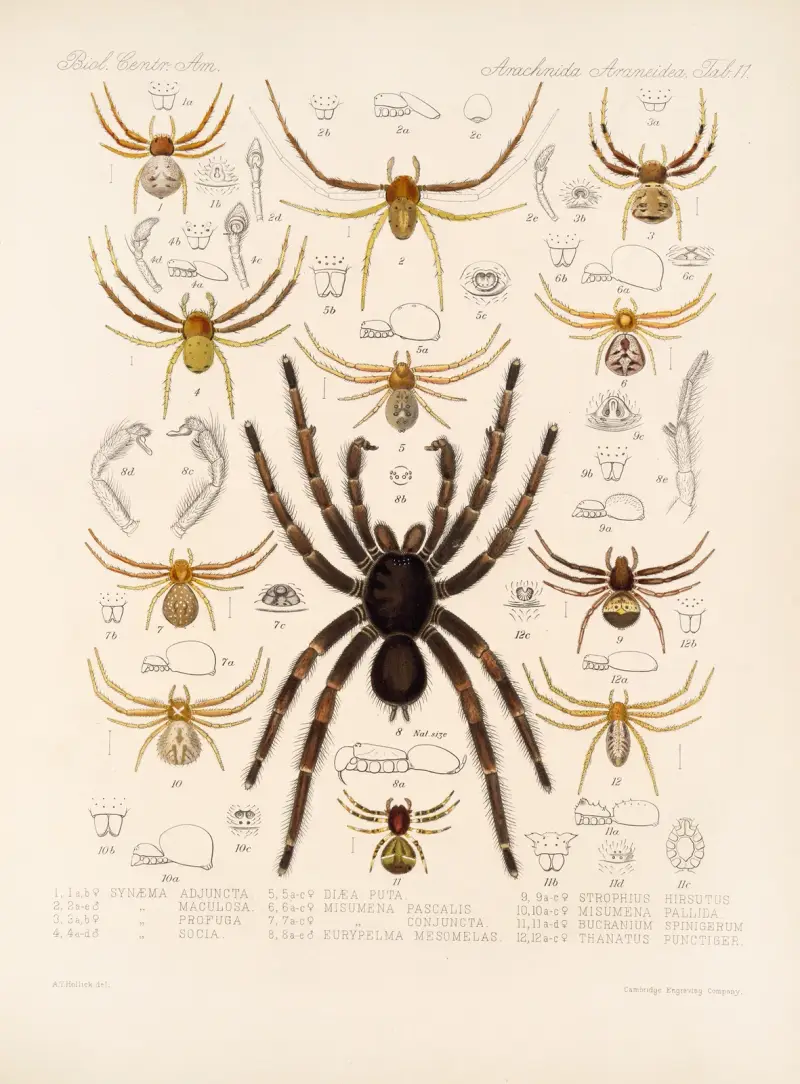 Arachnida Araneidea Pl. 11, Frederick DuCane Godman
