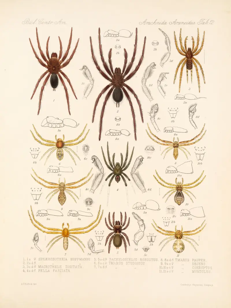 Arachnida Araneidea Pl 12 av Frederick DuCane Godman