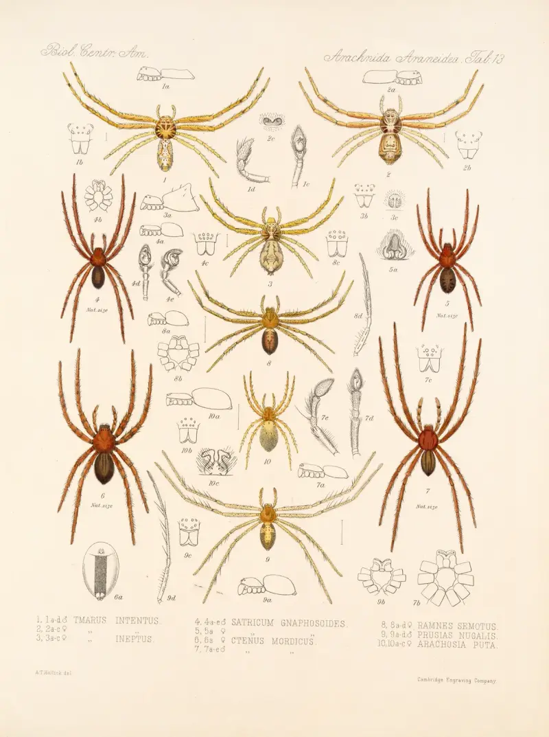 Arachnida Araneidea Pl 13 av Frederick DuCane Godman