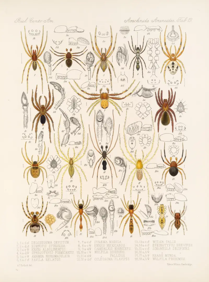 Arachnida Araneidea Pl 19 von Frederick DuCane Godman
