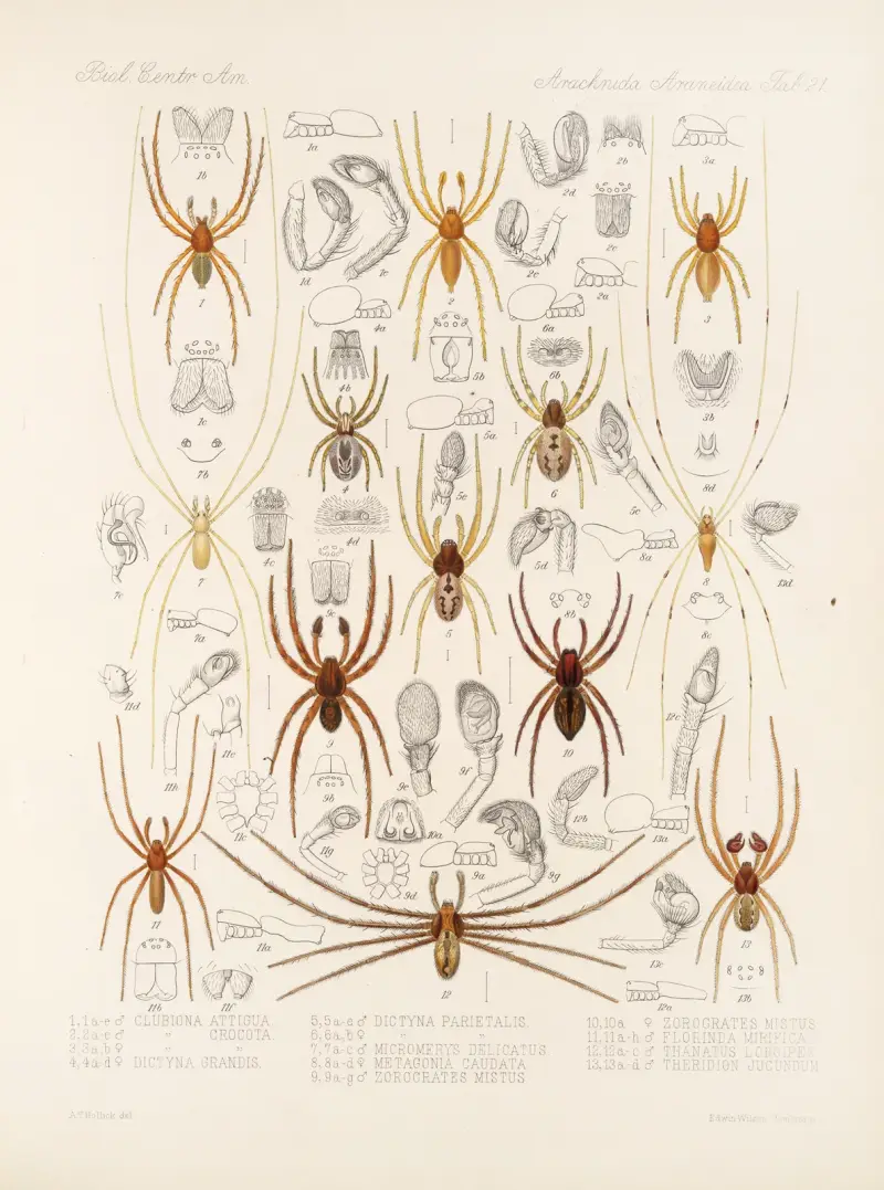 Arachnida Araneidea Pl 21 von Frederick DuCane Godman