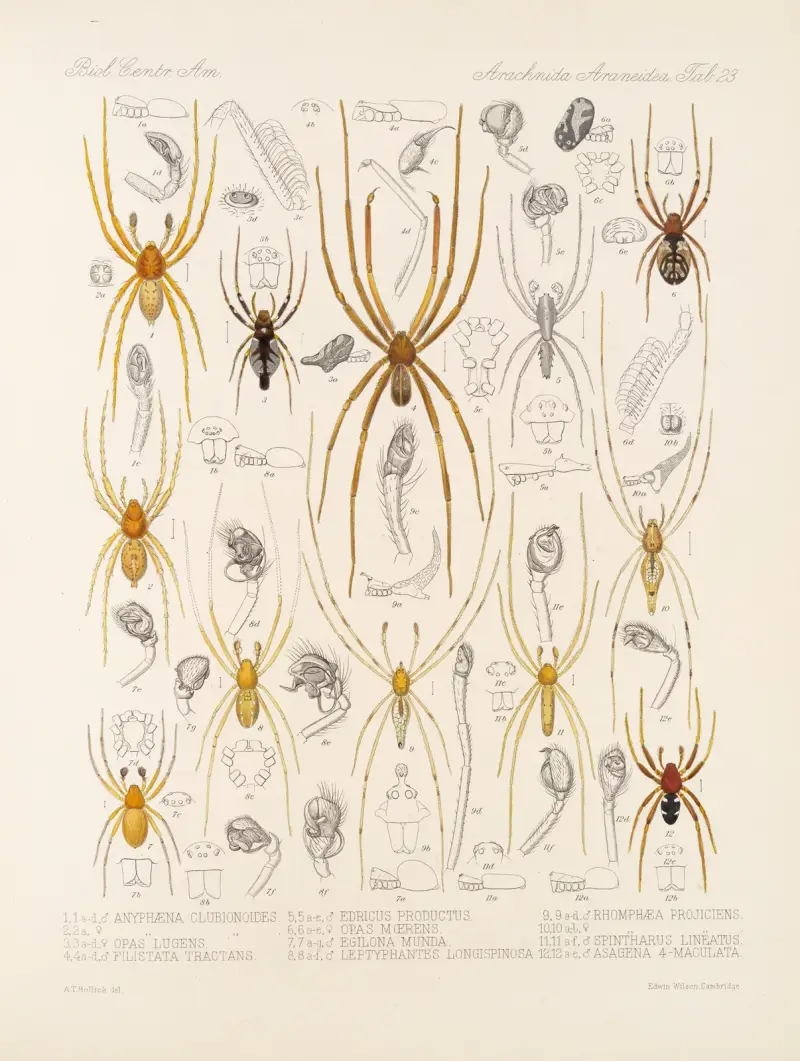 Arachnida Araneidea Pl 23 von Frederick DuCane Godman