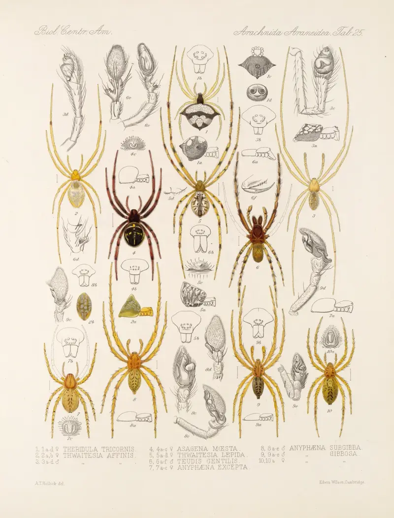 Arachnida Araneidea Pl 25, Frederick DuCane Godman