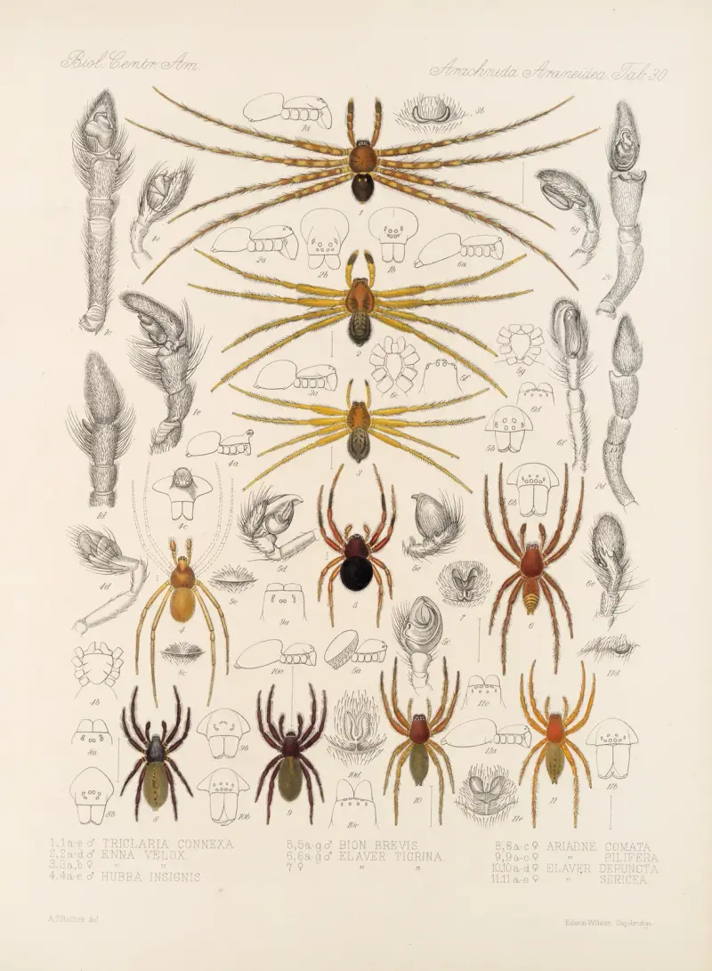 Arachnida Araneidea Taf. 30 von Frederick DuCane Godman