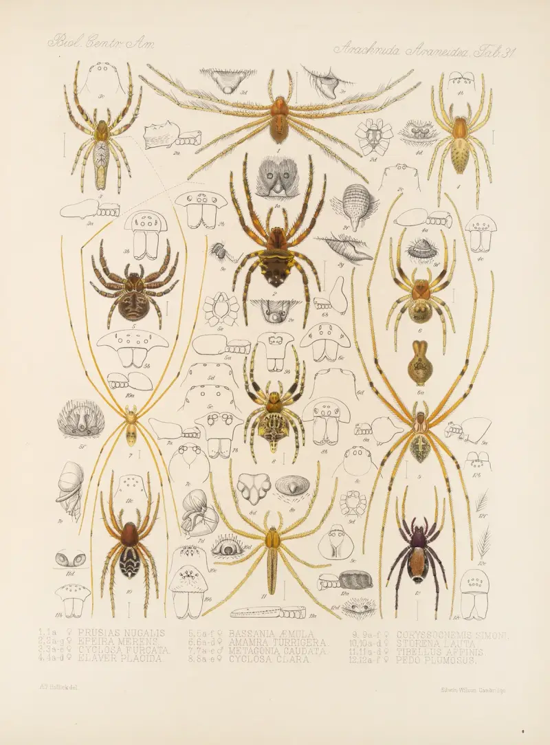 Arachnida Araneidea, tabule 31, Frederick DuCane Godman