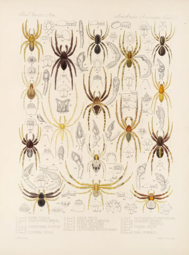 Arachnida Araneidea Pl 33, Frederick DuCane Godman