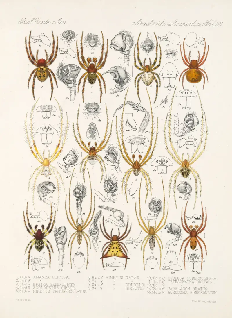 Arachnida Araneidea Pl 36 av Frederick DuCane Godman