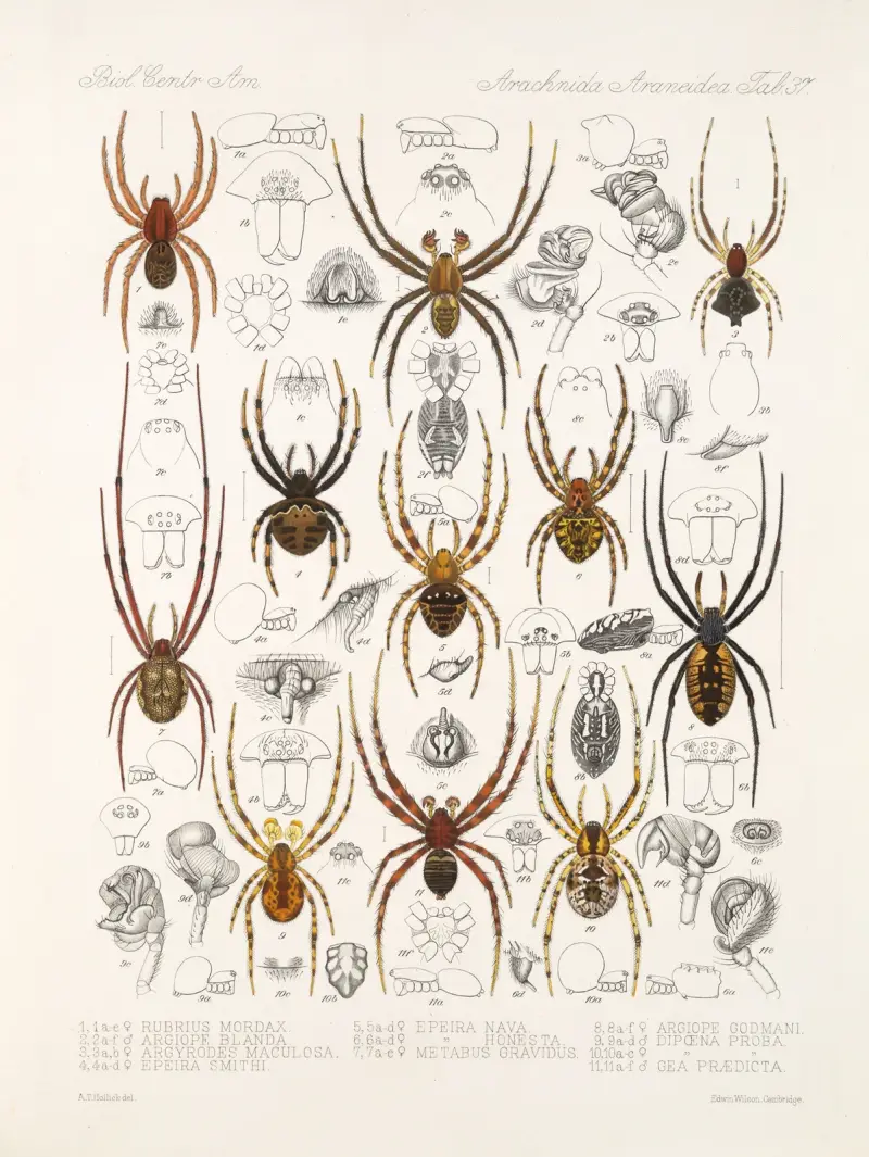 Arachnida Araneidea Pl 37, Frederick DuCane Godman